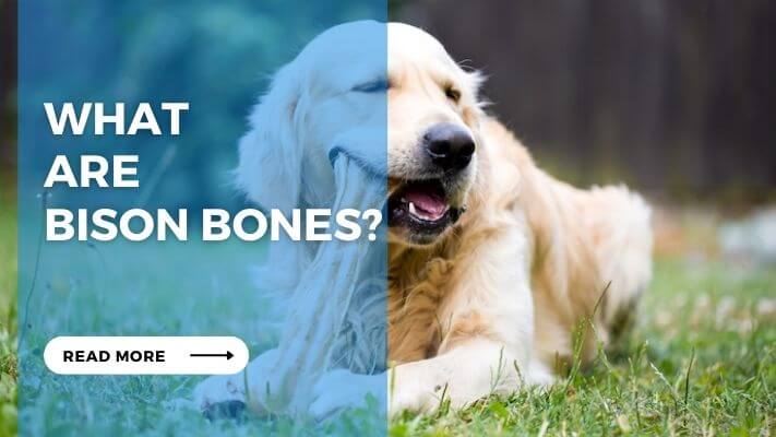 What Are Bison Bones