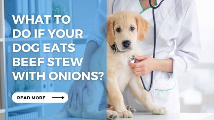 What to Do If Your Dog Eats Beef Stew with Onions