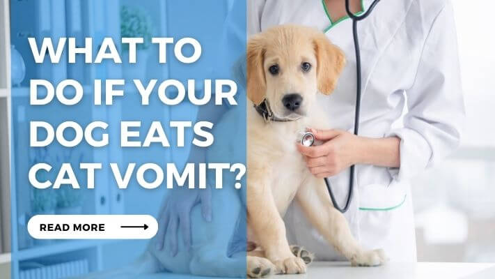 What to Do If Your Dog Eats Cat Vomit