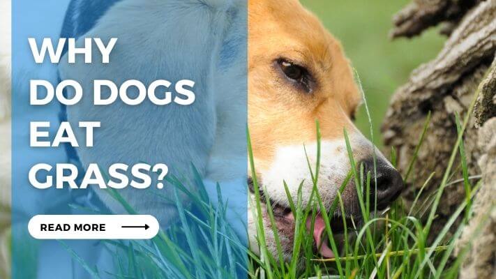 Why Do Dogs Eat Grass