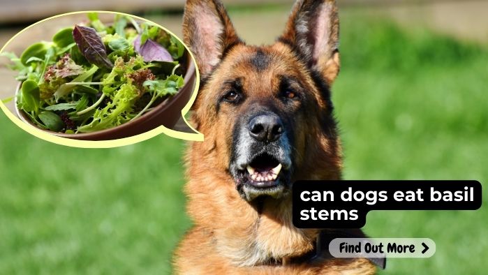 can dogs eat basil stems-min
