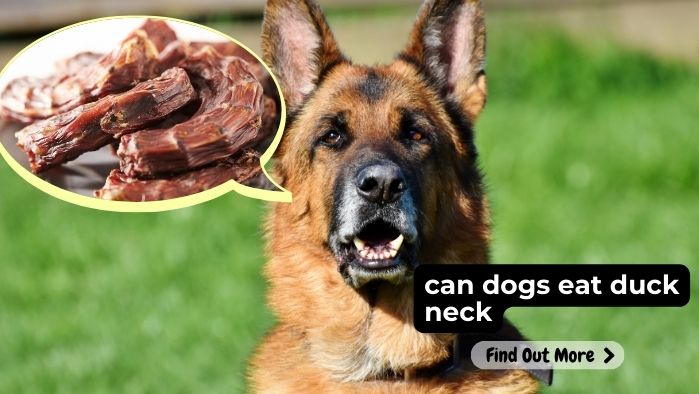 can dogs eat duck neck