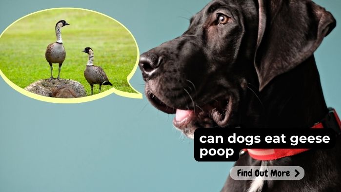 can dogs eat geese poop