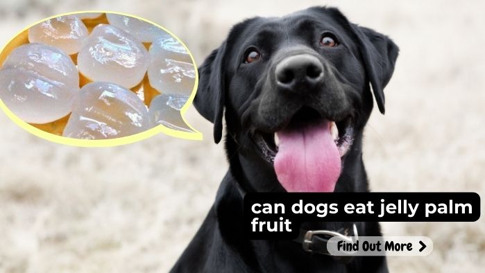 can dogs eat jelly palm fruit