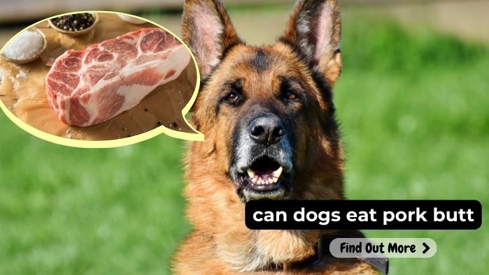 can dogs eat pork butt