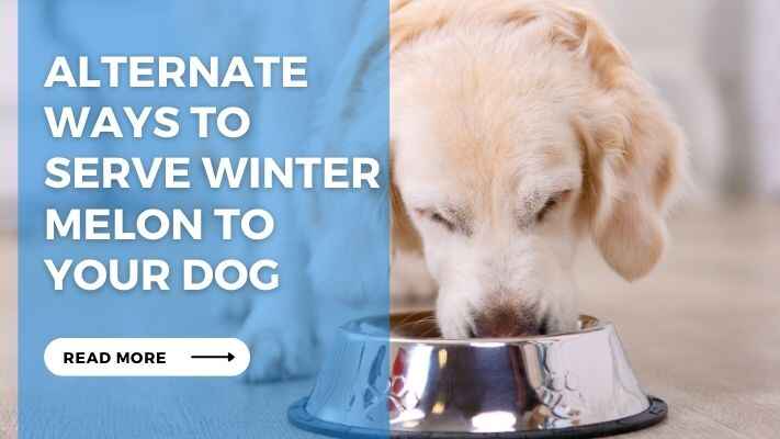 Alternate Ways to Serve Winter Melon to Your Dog