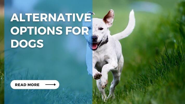 Alternative Options for Dogs