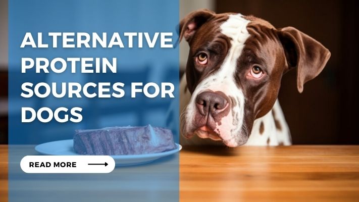 Alternative Protein Sources for Dogs