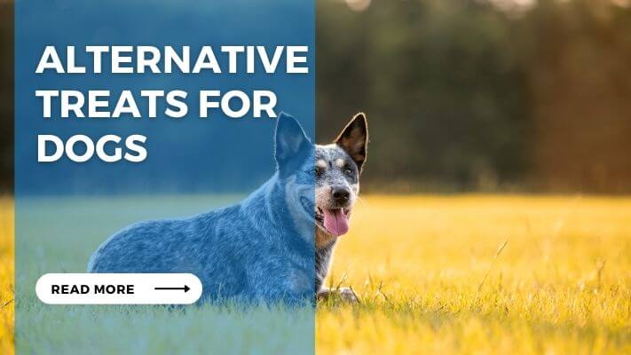 Alternative Treats for Dogs