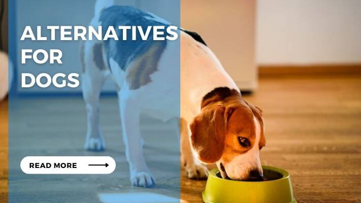 Alternatives for Dogs