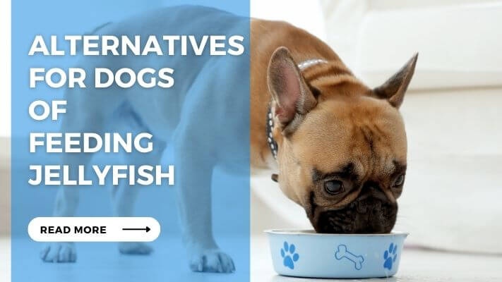 Alternatives for Dogs of Feeding Jellyfish