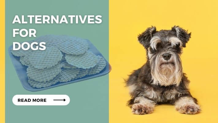 Alternatives for Dogs