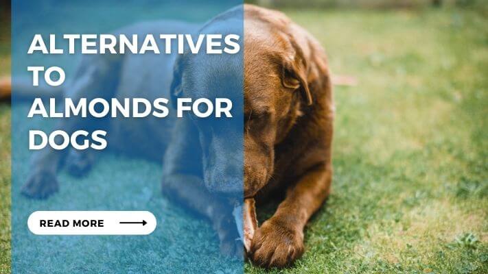 Alternatives to Almonds for Dogs