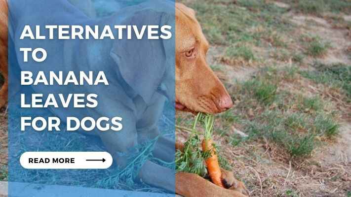 Alternatives to Banana Leaves for Dogs