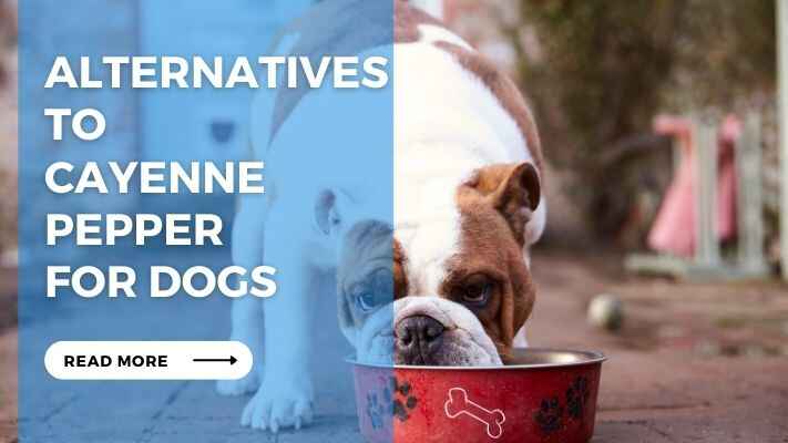 Alternatives to Cayenne Pepper for Dogs