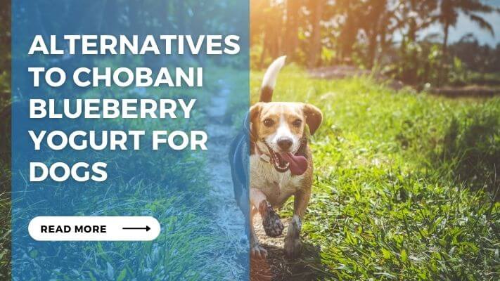 Alternatives to Chobani Blueberry Yogurt for Dogs