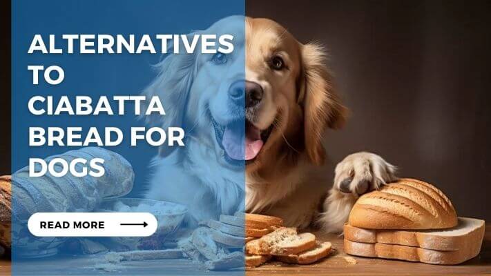 Alternatives to Ciabatta Bread for Dogs