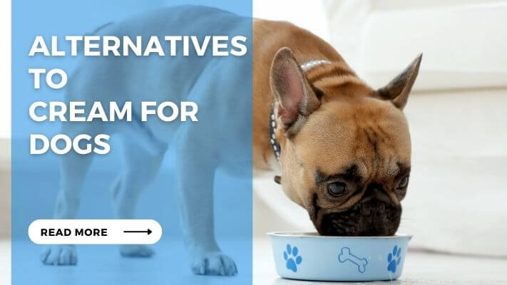 Alternatives to Cream for Dogs