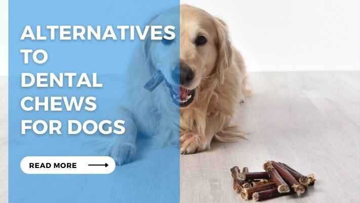 Alternatives to Dental Chews for Dogs