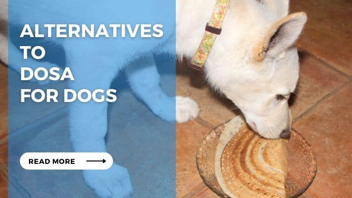 Alternatives to Dosa for Dogs