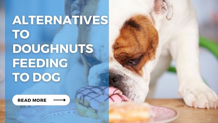 Alternatives  to  Doughnuts Feeding  to dog