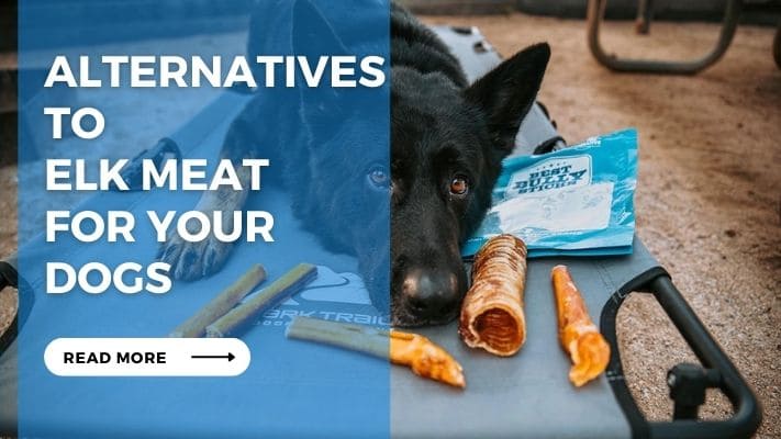 Alternatives to Elk Meat for Your Dogs