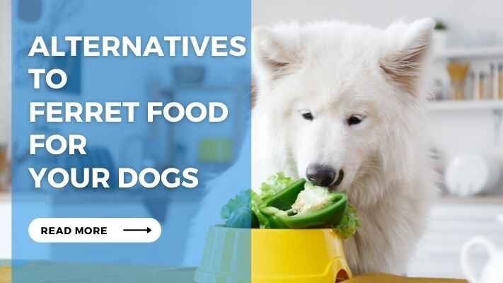 Alternatives to Ferret Food for Your Dogs