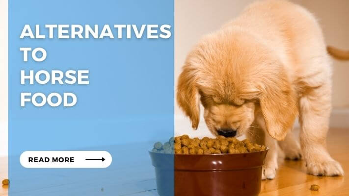 Alternatives to Horse Food