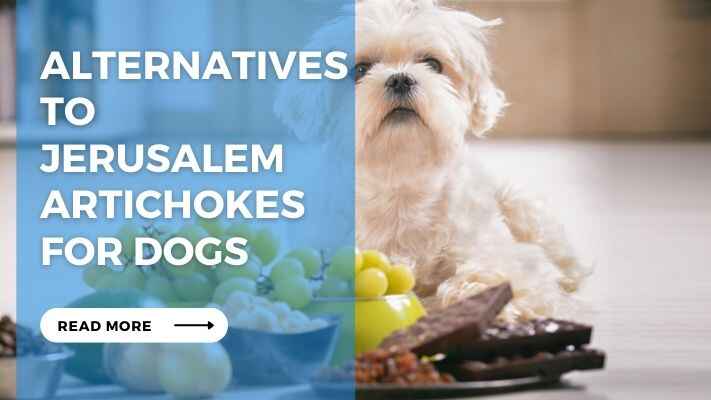 Alternatives to Jerusalem Artichokes for Dogs