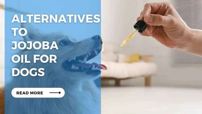 Alternatives to Jojoba Oil for Dogs