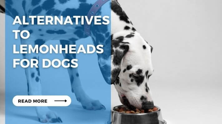 Alternatives to Lemonheads for Dogs