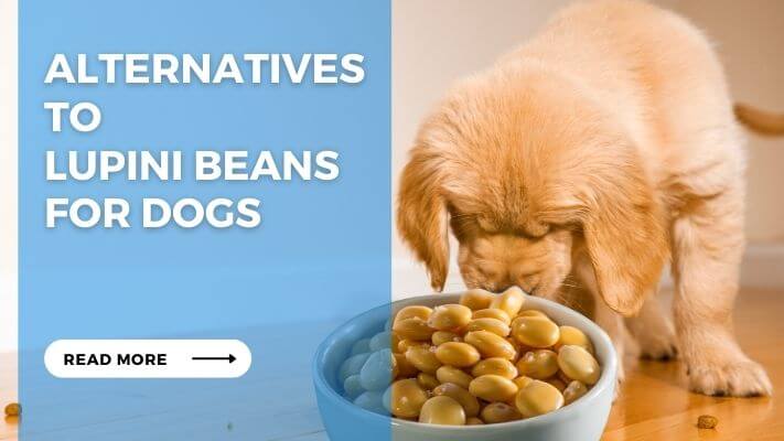 Alternatives to Lupini Beans for Dogs