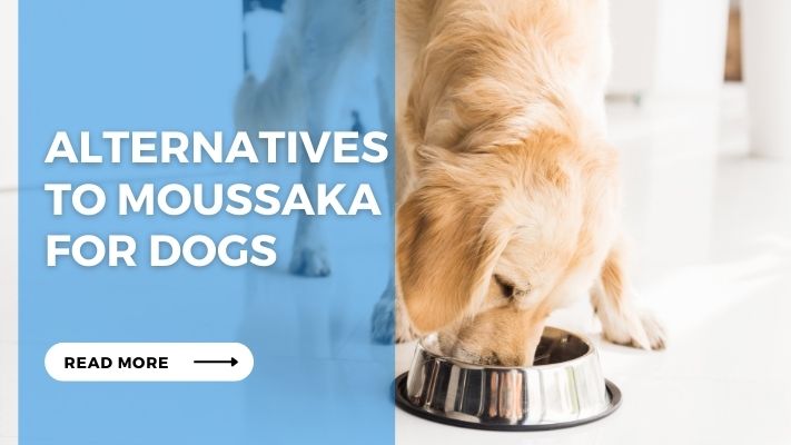 Alternatives to Moussaka for Dogs