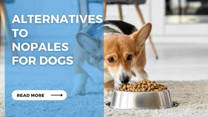 Alternatives to Nopales for Dogs