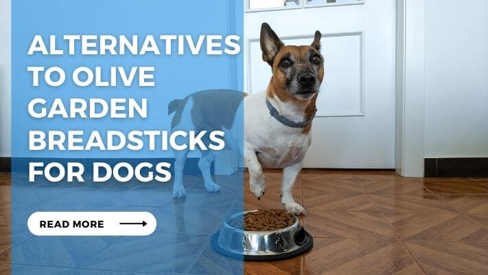 Alternatives to Olive Garden Breadsticks for Dogs