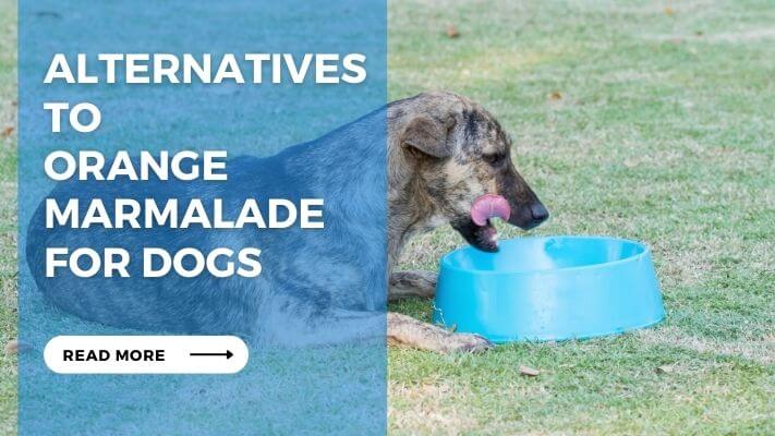 Alternatives to Orange Marmalade for Dogs