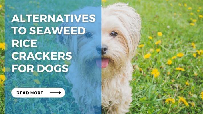 Alternatives to Seaweed Rice Crackers for Dogs