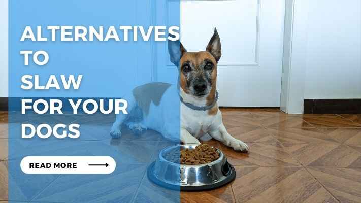 Alternatives to Slaw for Your Dogs