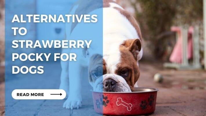 Alternatives to Strawberry Pocky for Dogs