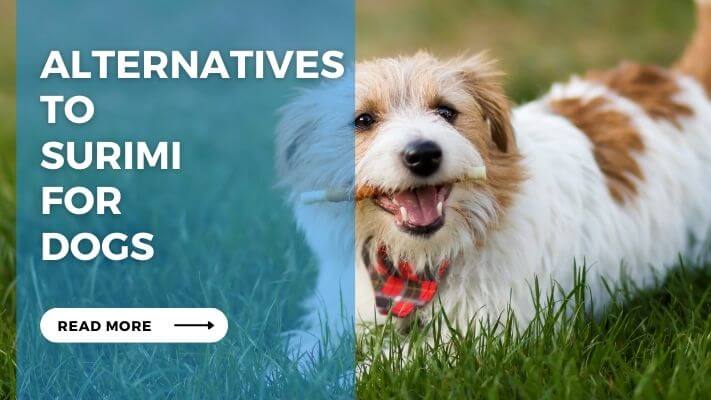 Alternatives to Surimi for Dogs