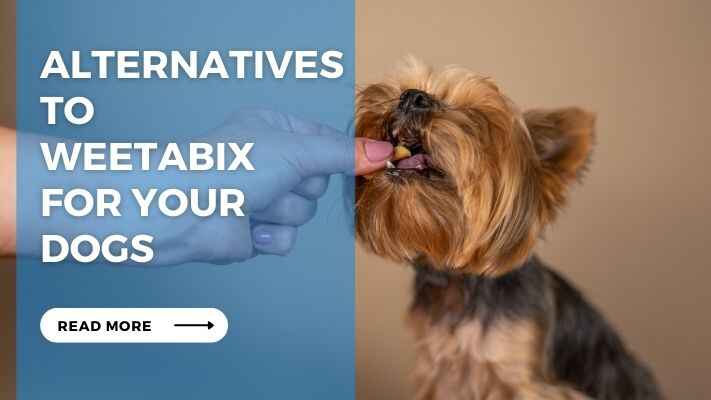 Alternatives to Weetabix for Your Dogs