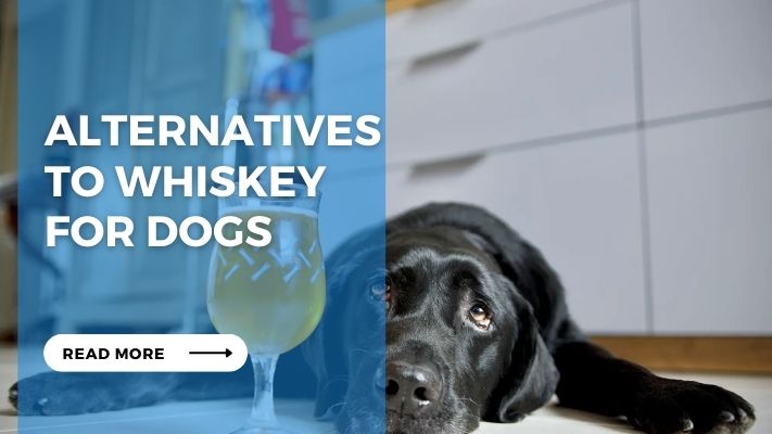 Alternatives to Whiskey  for Dogs