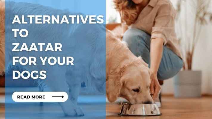 Alternatives to Zaatar for Your Dogs