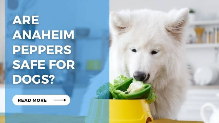 Are Anaheim Peppers Safe for Dogs