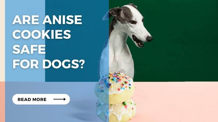 Are Anise Cookies Safe for Dogs