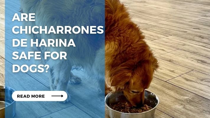 Are Chicharrones de Harina  Safe for  Dogs