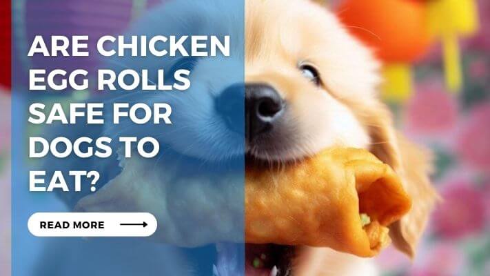 Are Chicken Egg Rolls Safe for Dogs to Eat