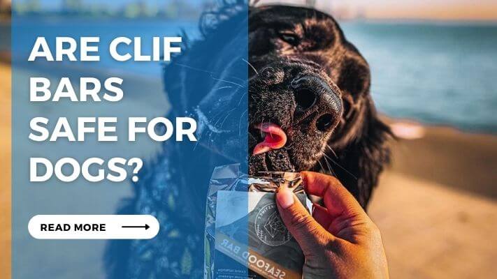 Are Clif Bars Safe for Dogs