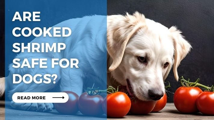 Are Cooked Shrimp Safe for Dogs