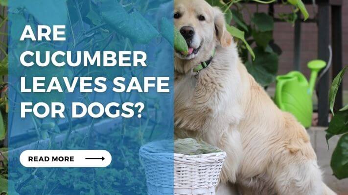 Are Cucumber Leaves Safe for Dogs